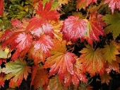 Acer japonicum 'Aconitifolium' 